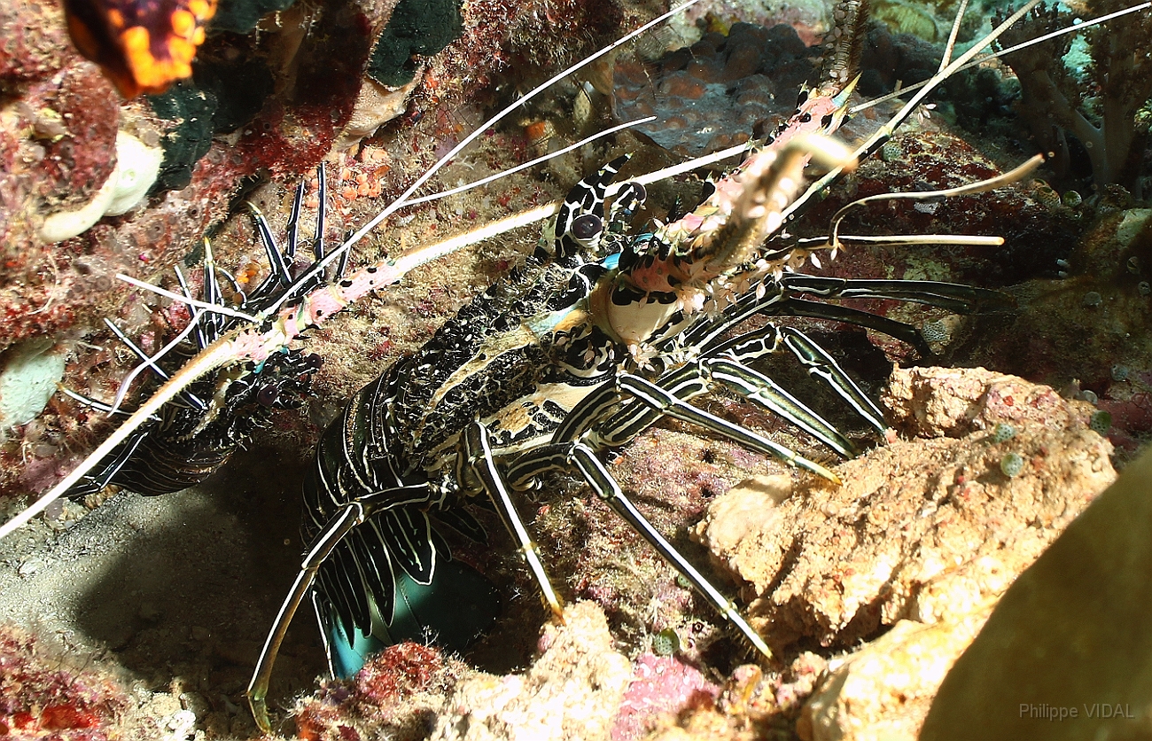 Raja Ampat 2016 - Panulirus versicolor - Painted spiny lobster - Langouste multicolore - IMG_4650_rc.jpg